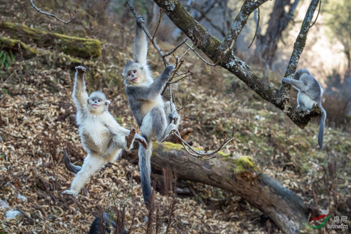 猴妈妈和她的宝贝�