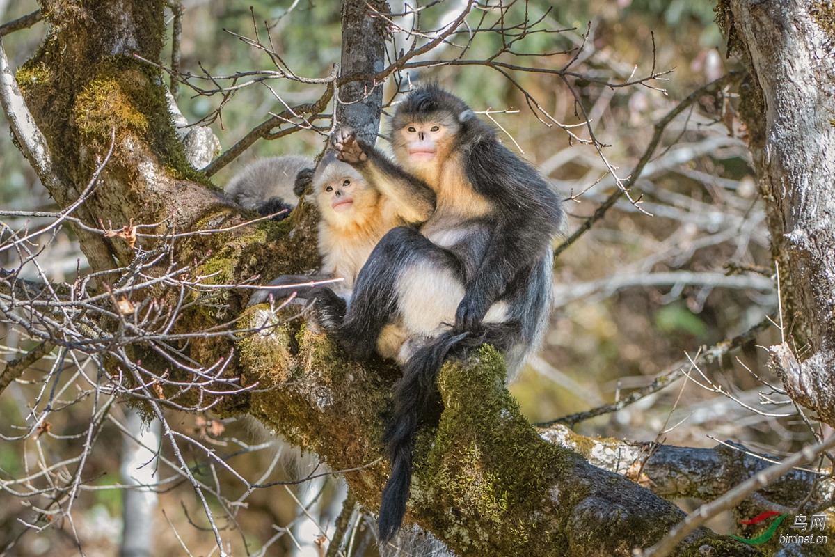 猴妈妈和她的宝贝�