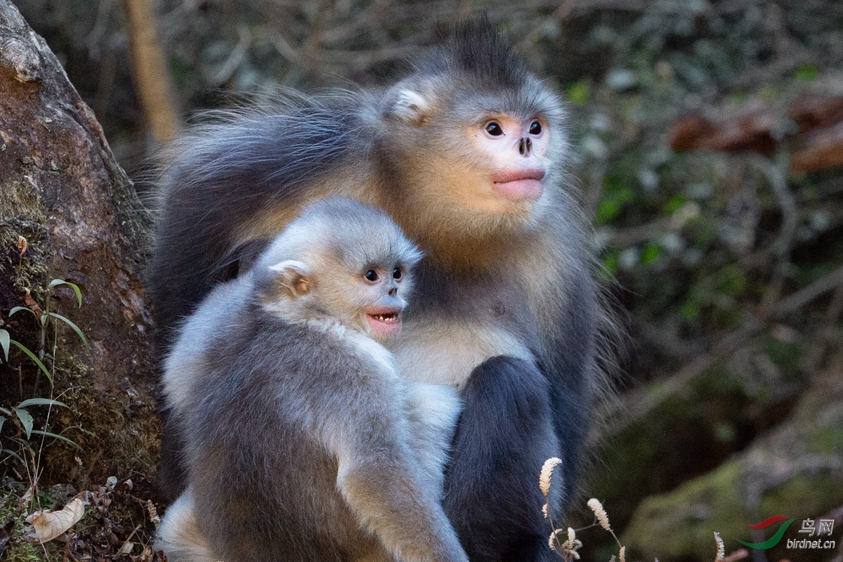 猴妈妈和她的宝贝儿之�
