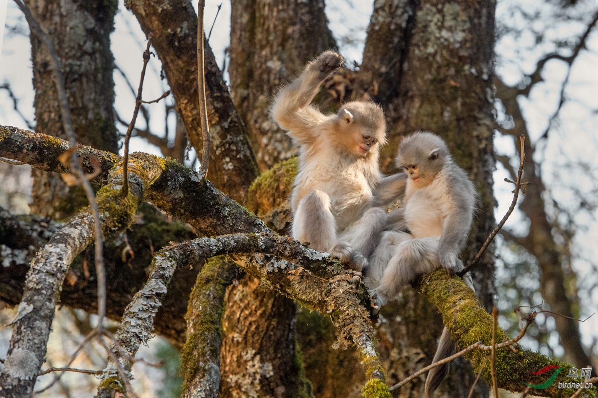 猴妈妈和她的宝贝儿之�