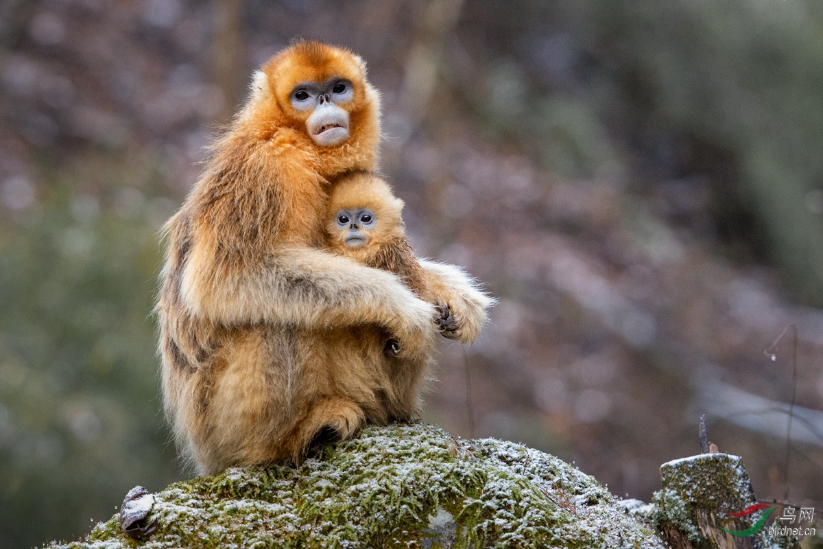 猴妈妈和她的宝贝儿之�