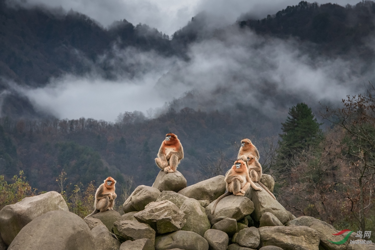 猴妈妈和她的宝贝儿之�