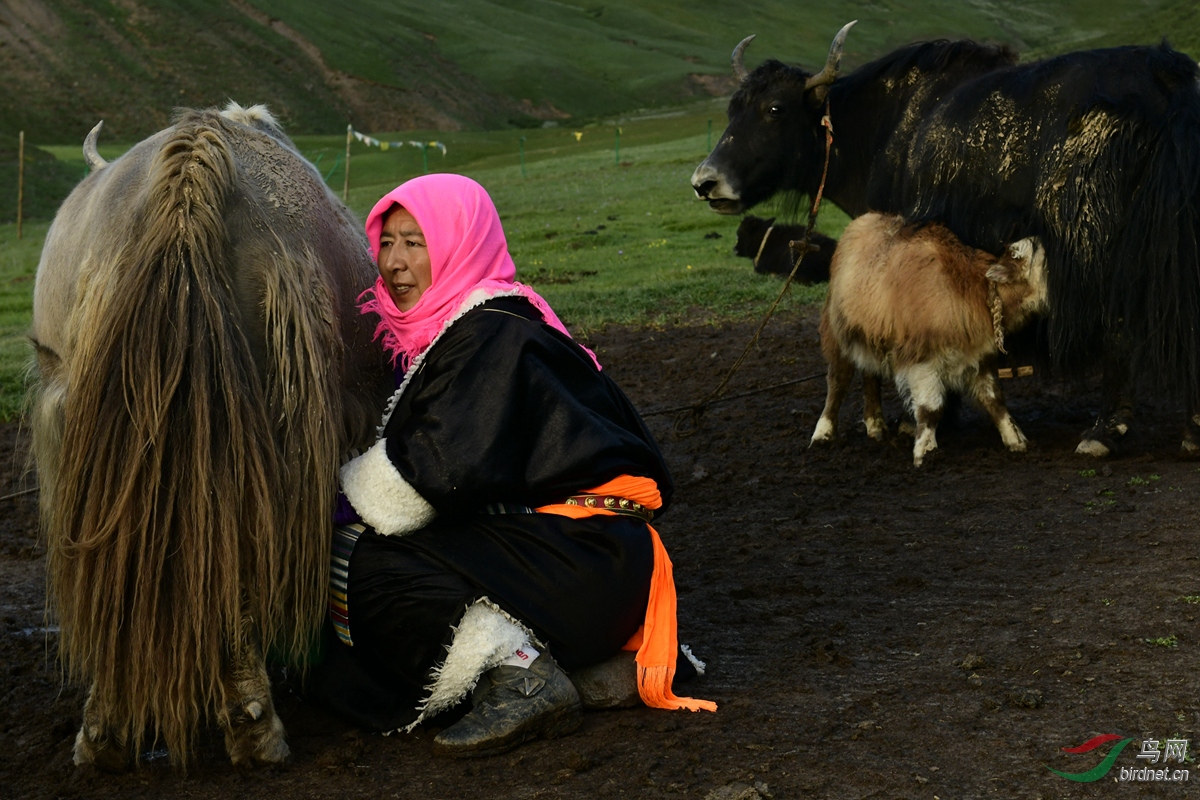 03肉保夫人德措吉每天去挤牦牛奶来喂养藏原羚_副本.jpg