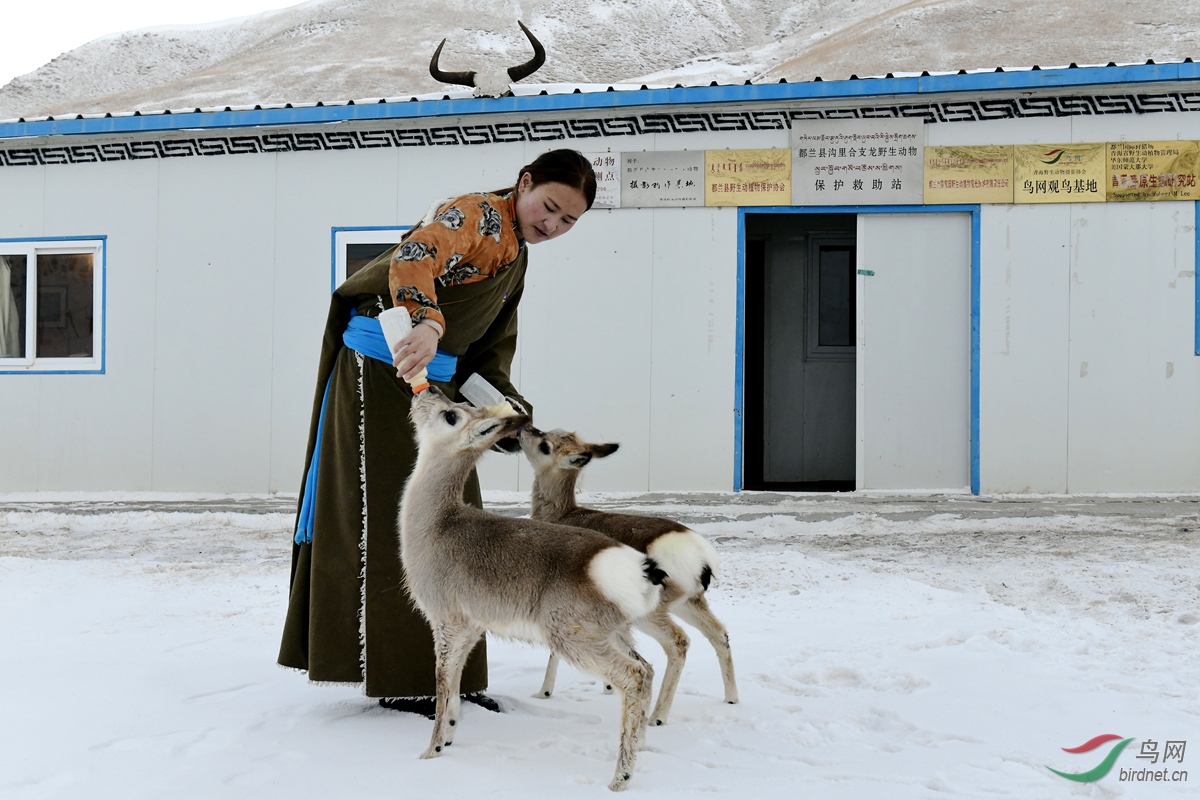 014 肉保女儿仁青拉毛在家门口给救助的藏原羚喂奶，这里也是鸟网基地.jpg