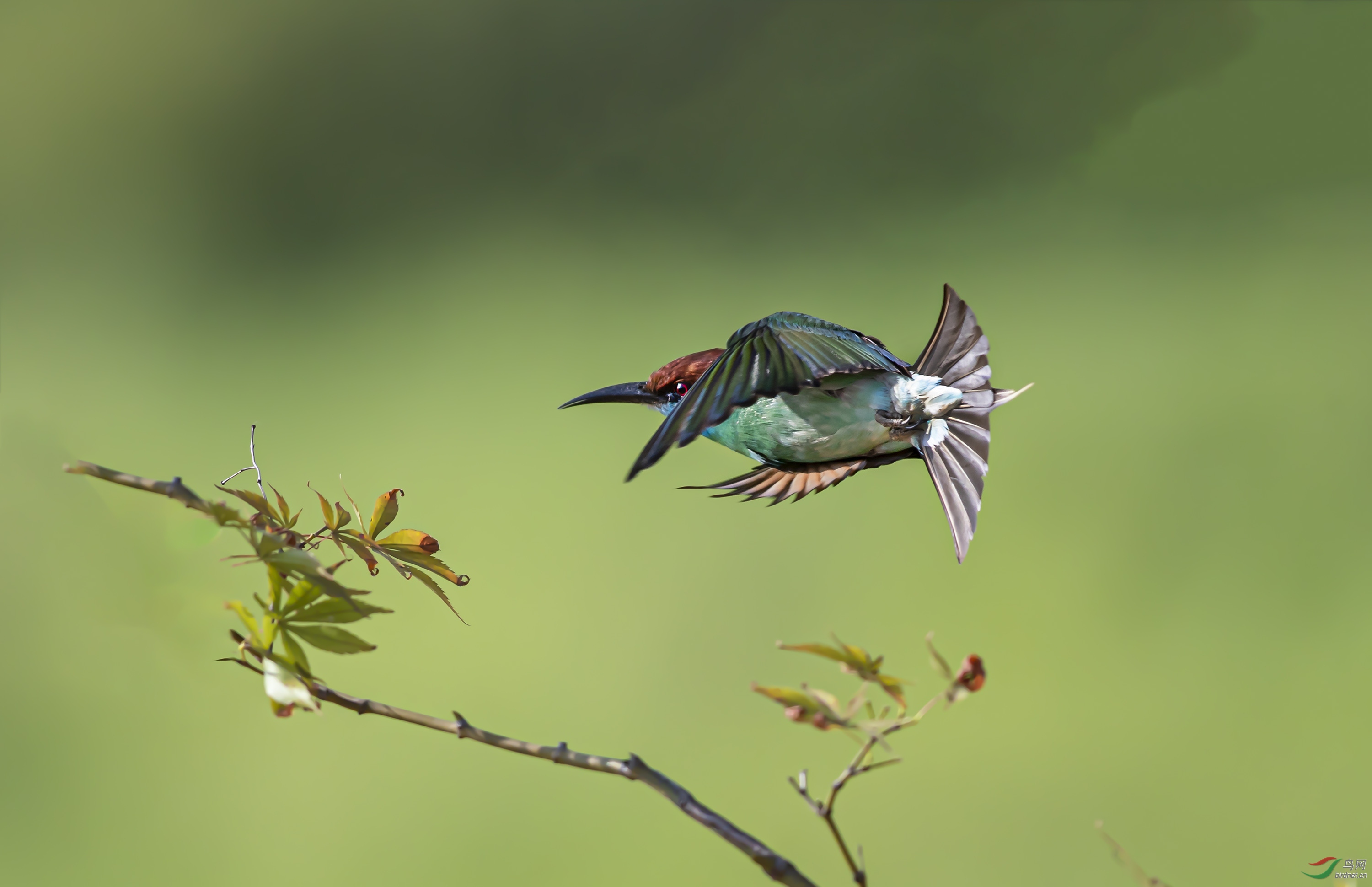 傲翔中的蓝喉蜂虎