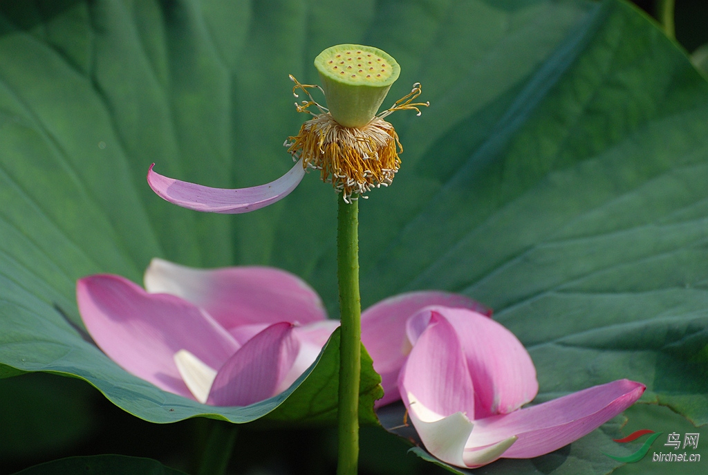 [花卉] 荷