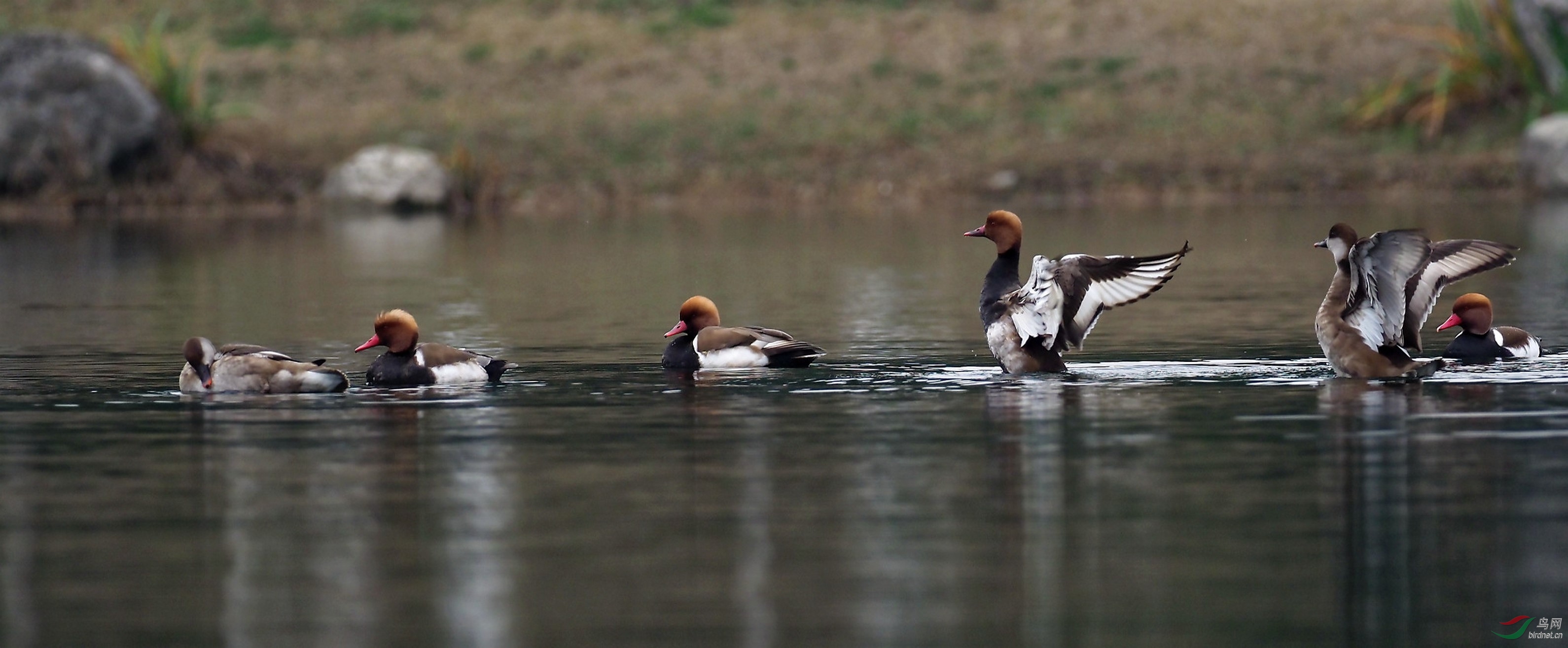 P1171002_����_DxO (����).jpg