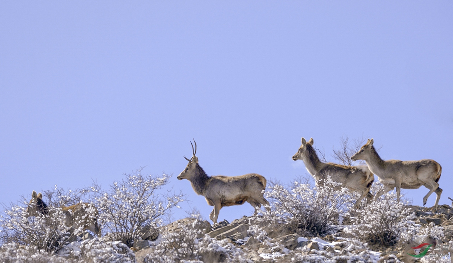 ��¹��ѩ��˪ (1).jpg