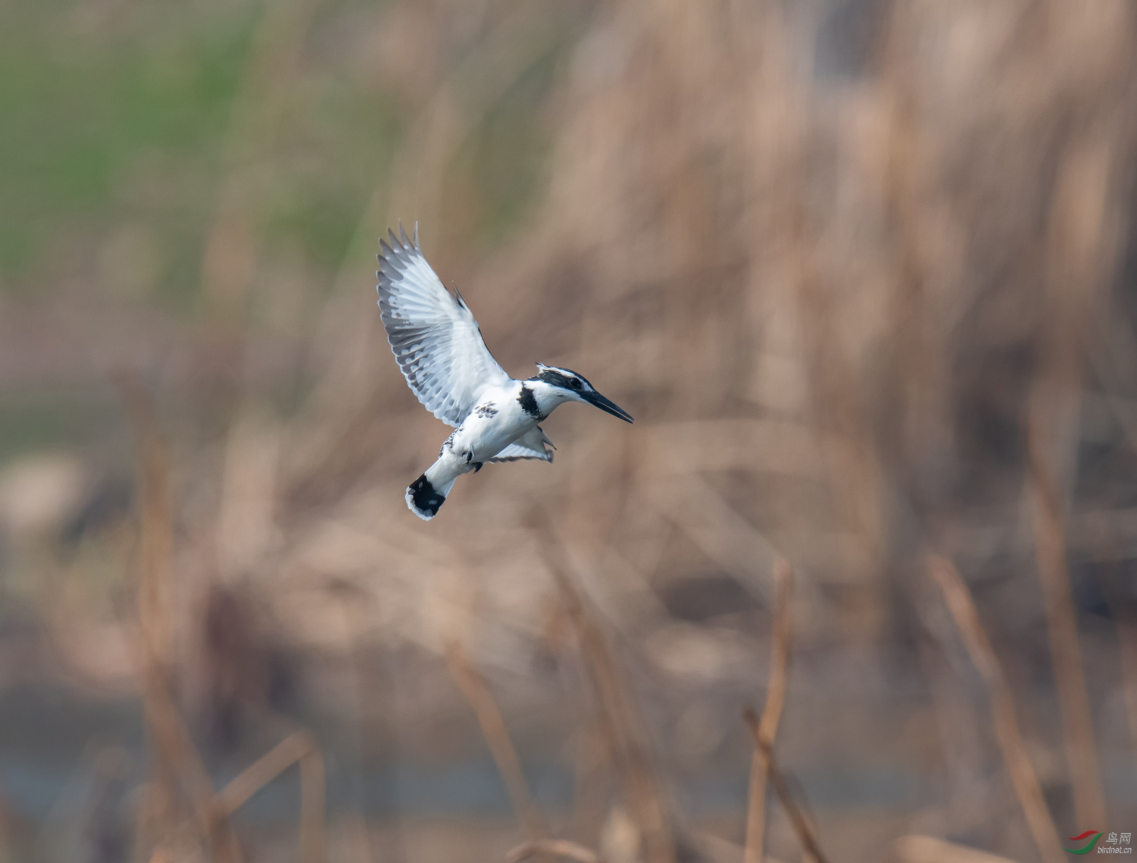 DSC_9460yugougq2.jpg