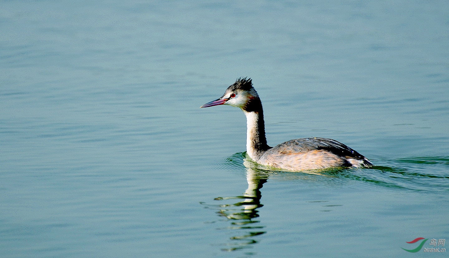 ��ͷ      DSC_1825.JPG