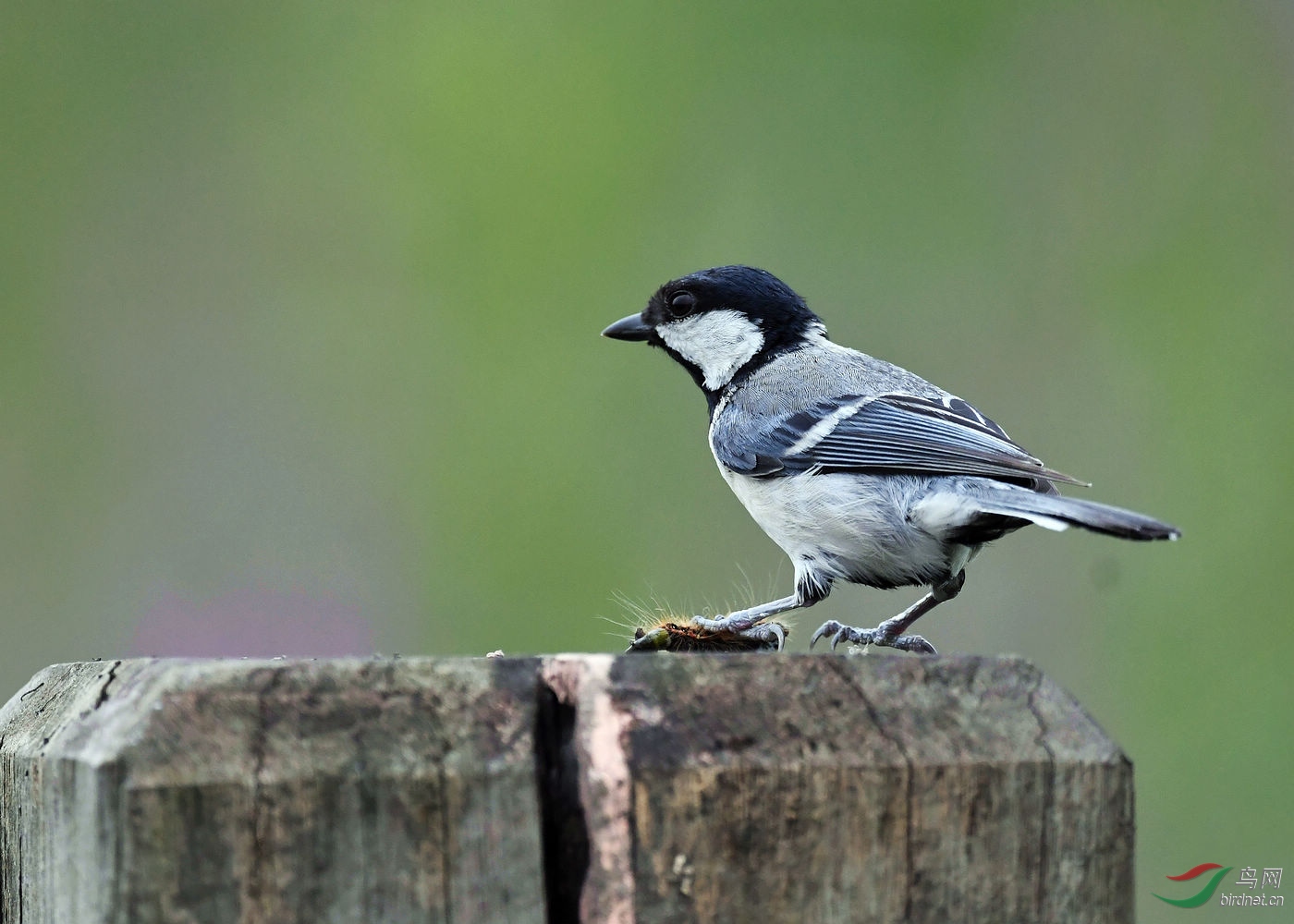 DSC_3666.jpg