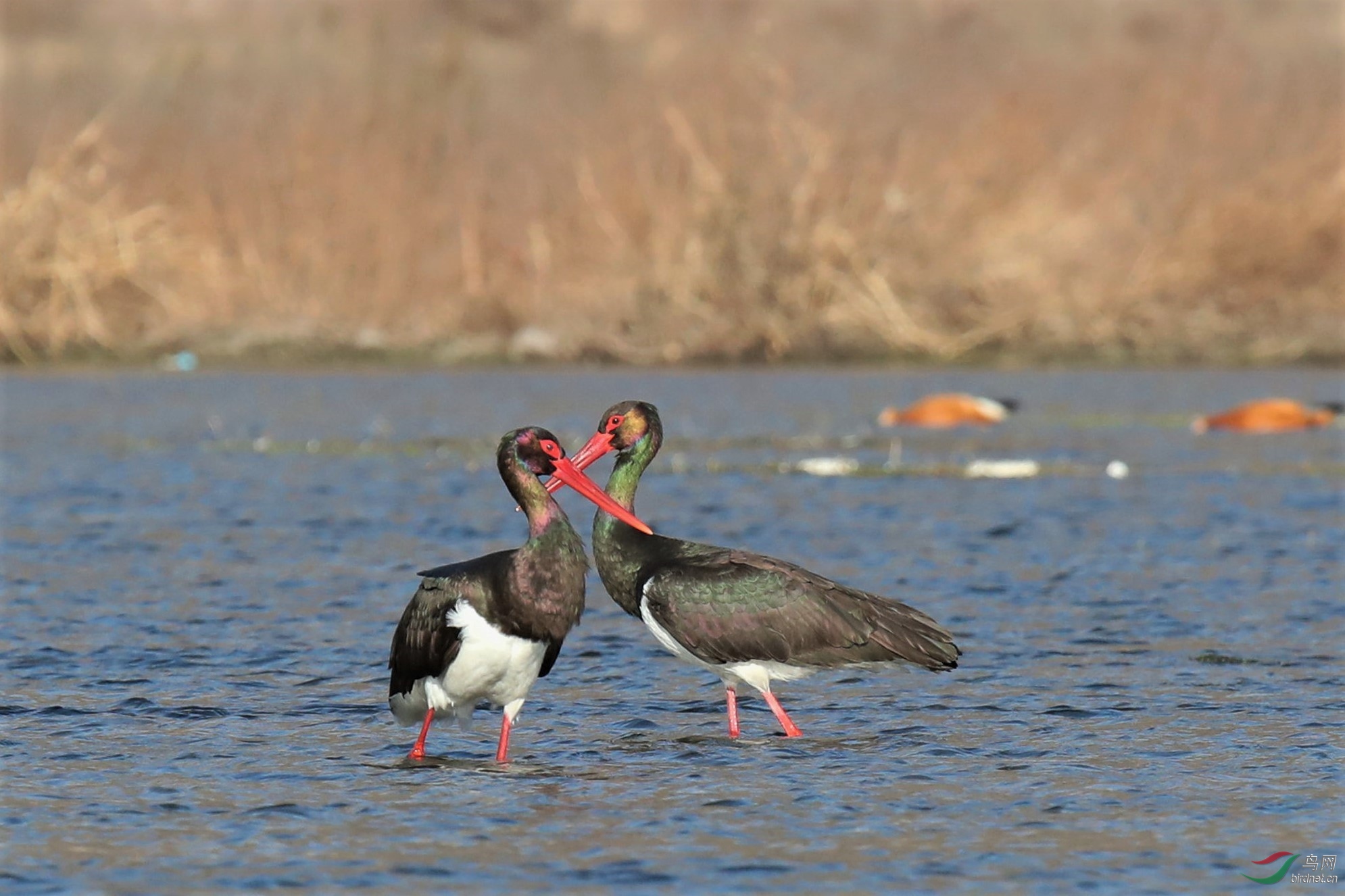 AN9I8154 - ����.jpg