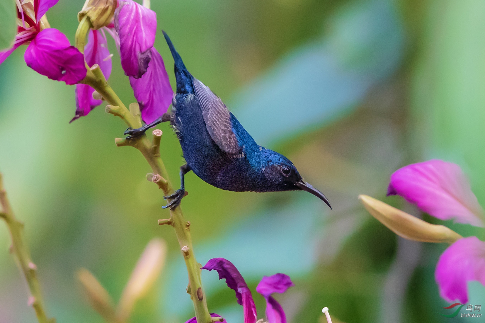 紫色花蜜鸟
