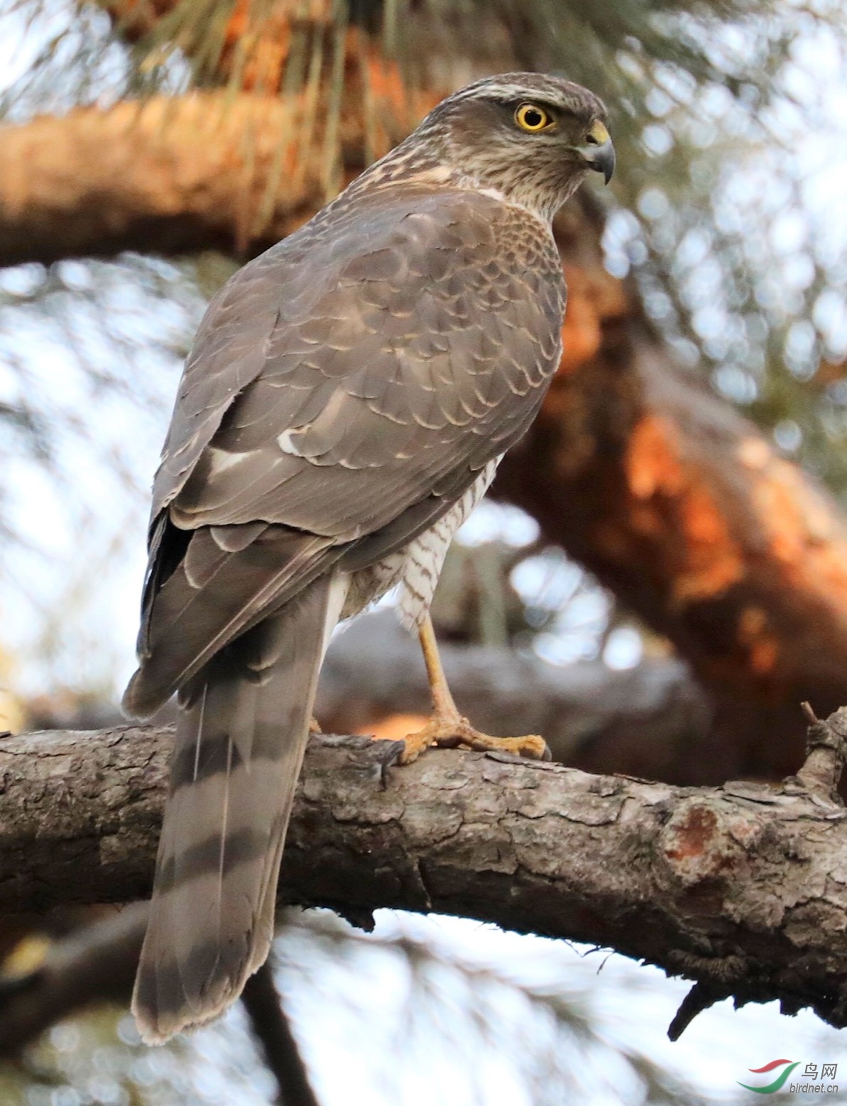 天坛公园的雀鹰