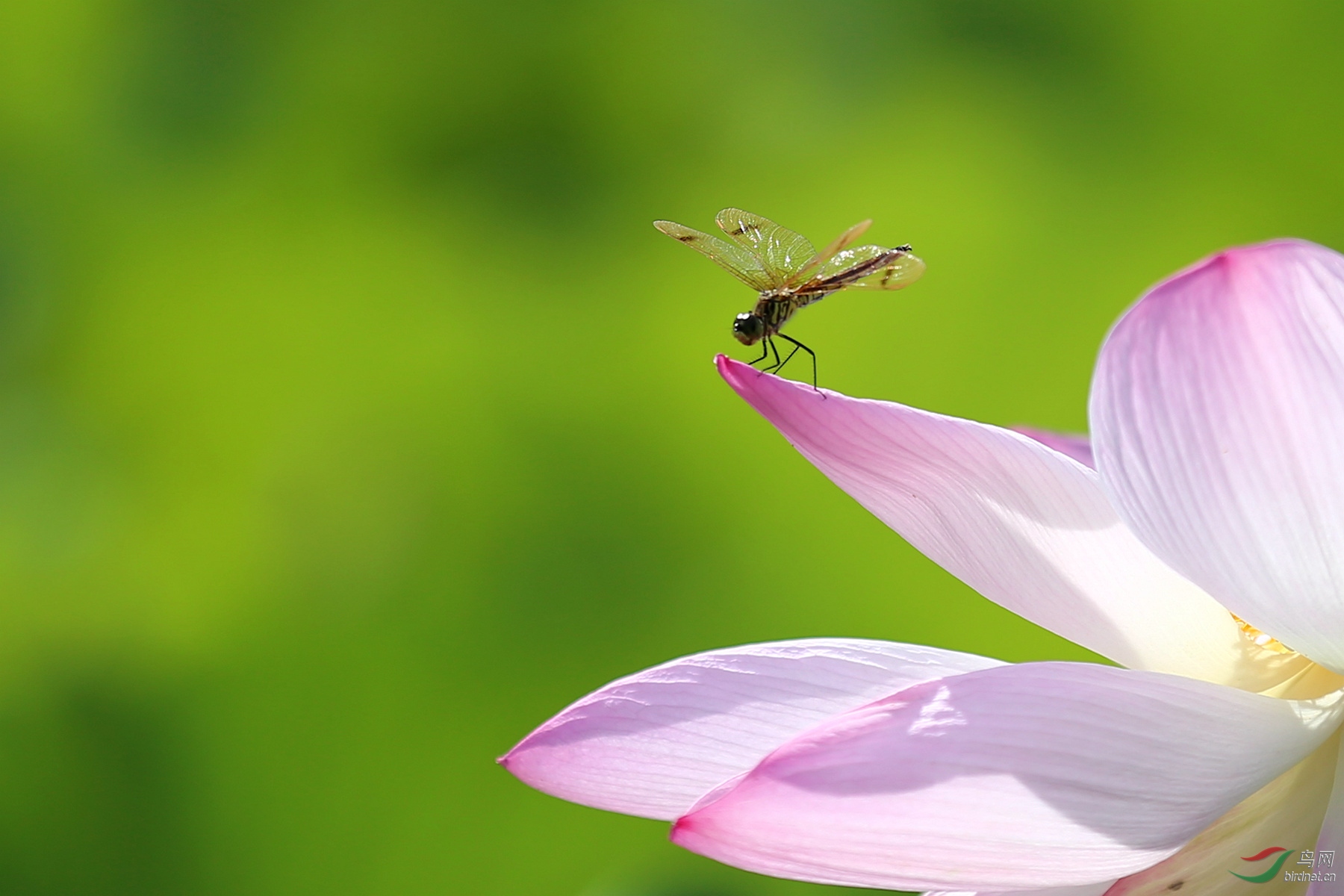 荷花蜻蜓