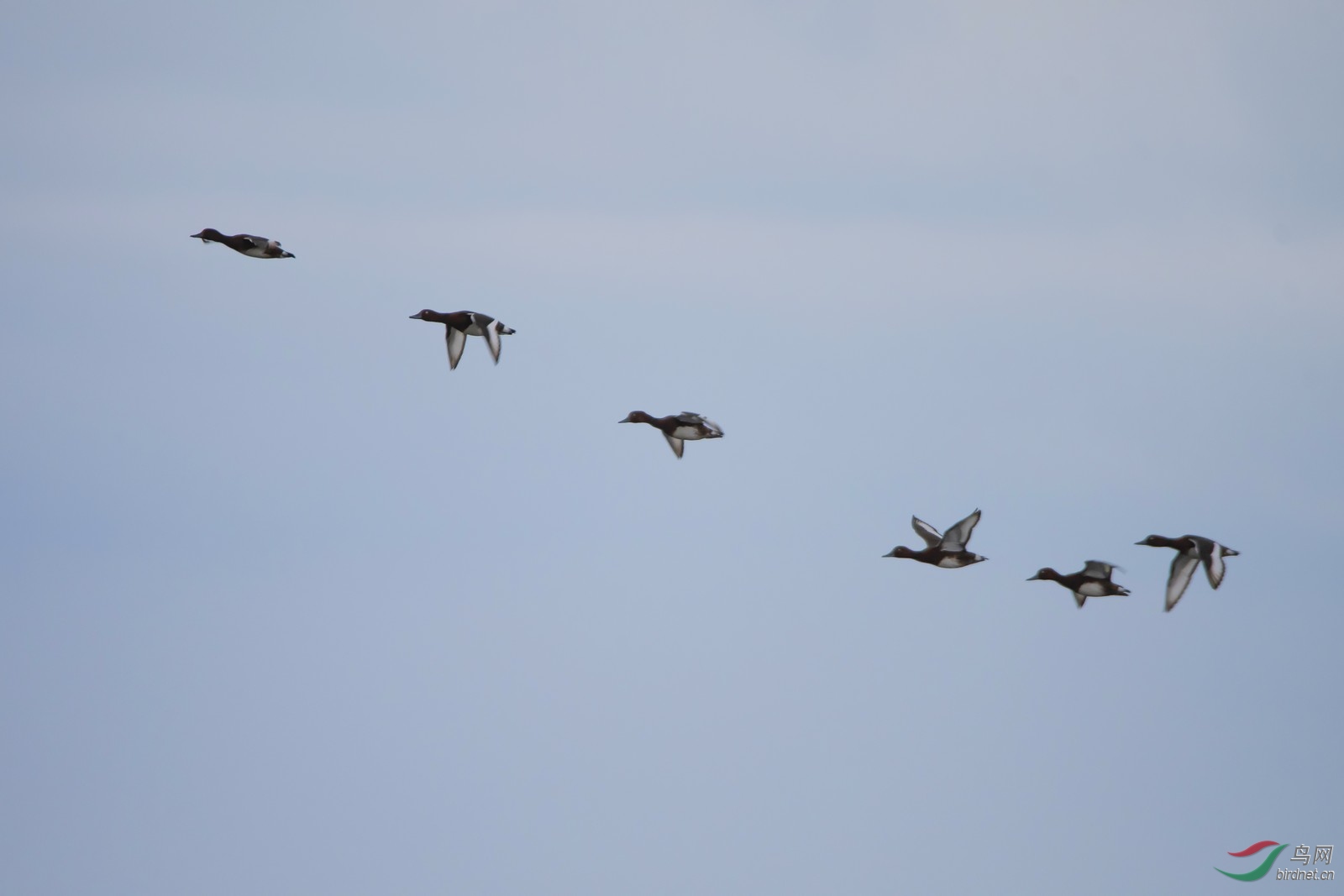 _DSC9050a.jpg