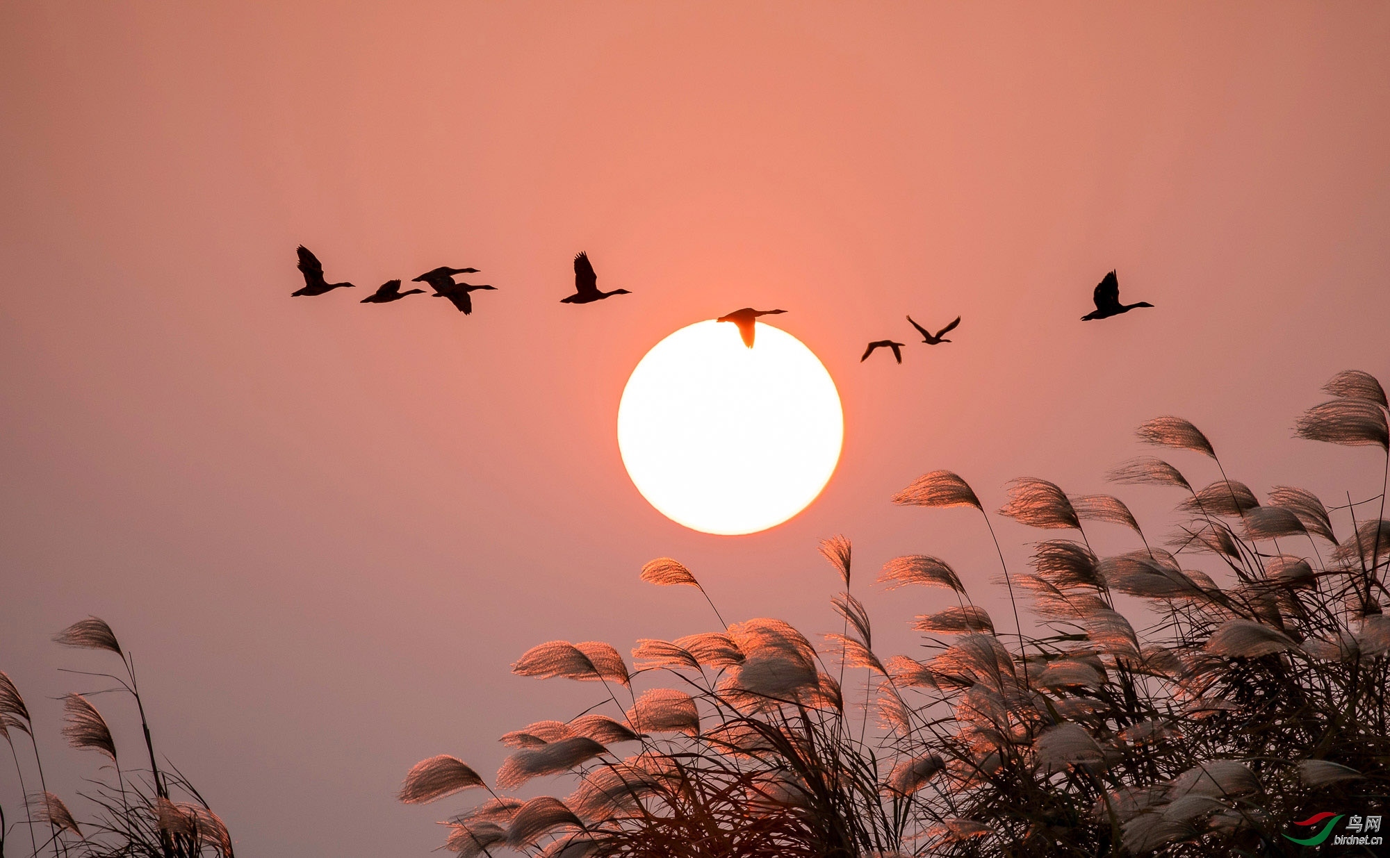 夕阳大雁图片图片