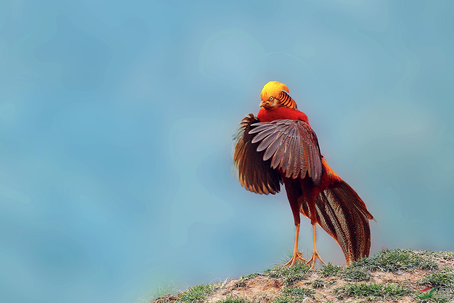 ������ - ����.jpg