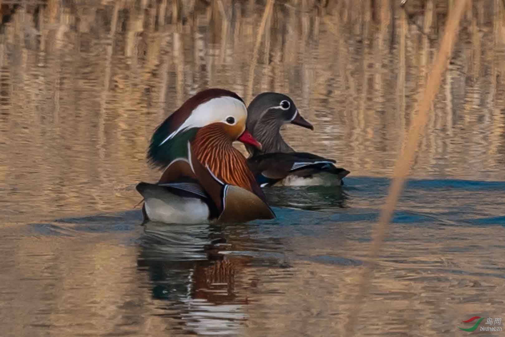 ǧ�곤����, ����������