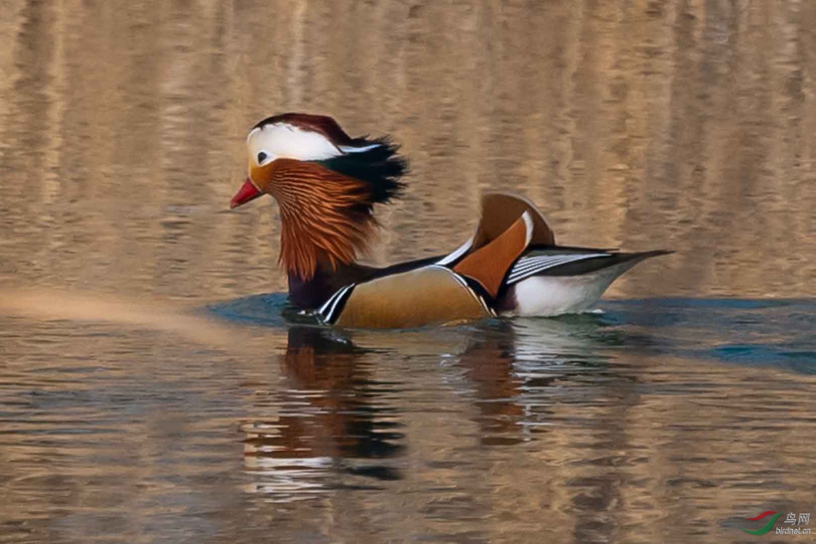 չ������