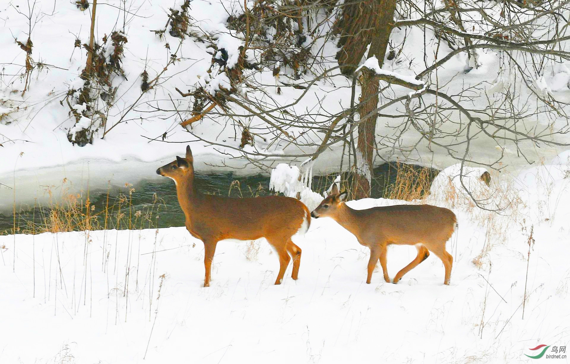 【雪中鹿】(贺获图文精华)