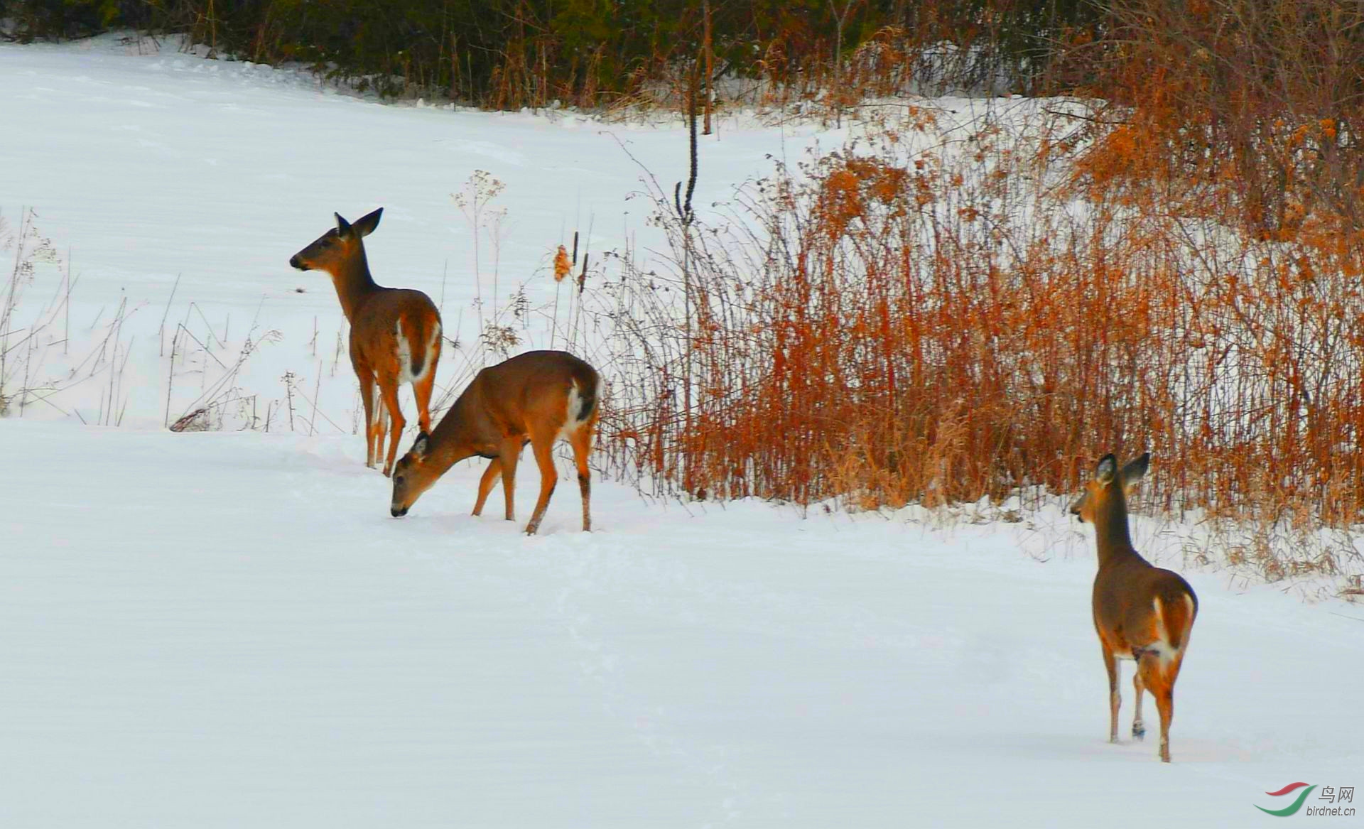 雪, 我站在儿子家7层楼厚玻璃旁,低头享受着不远处银装素裹的冰雪森林