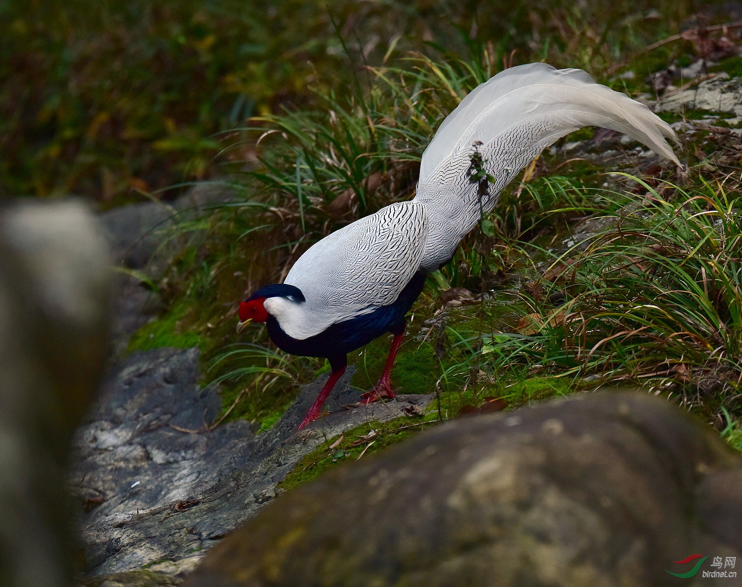 D8I_9421.jpg