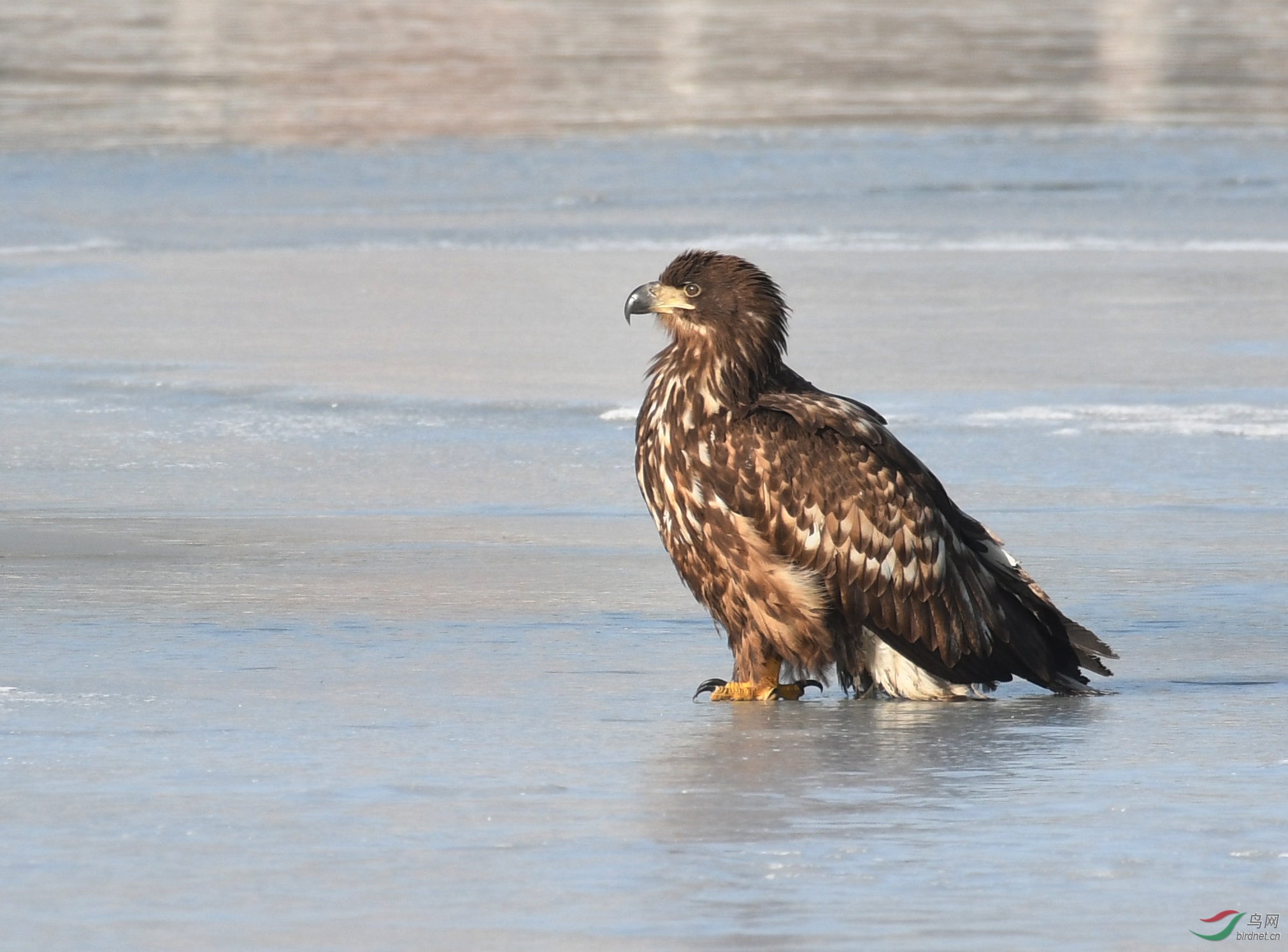 ������Ӱ 606����.jpg