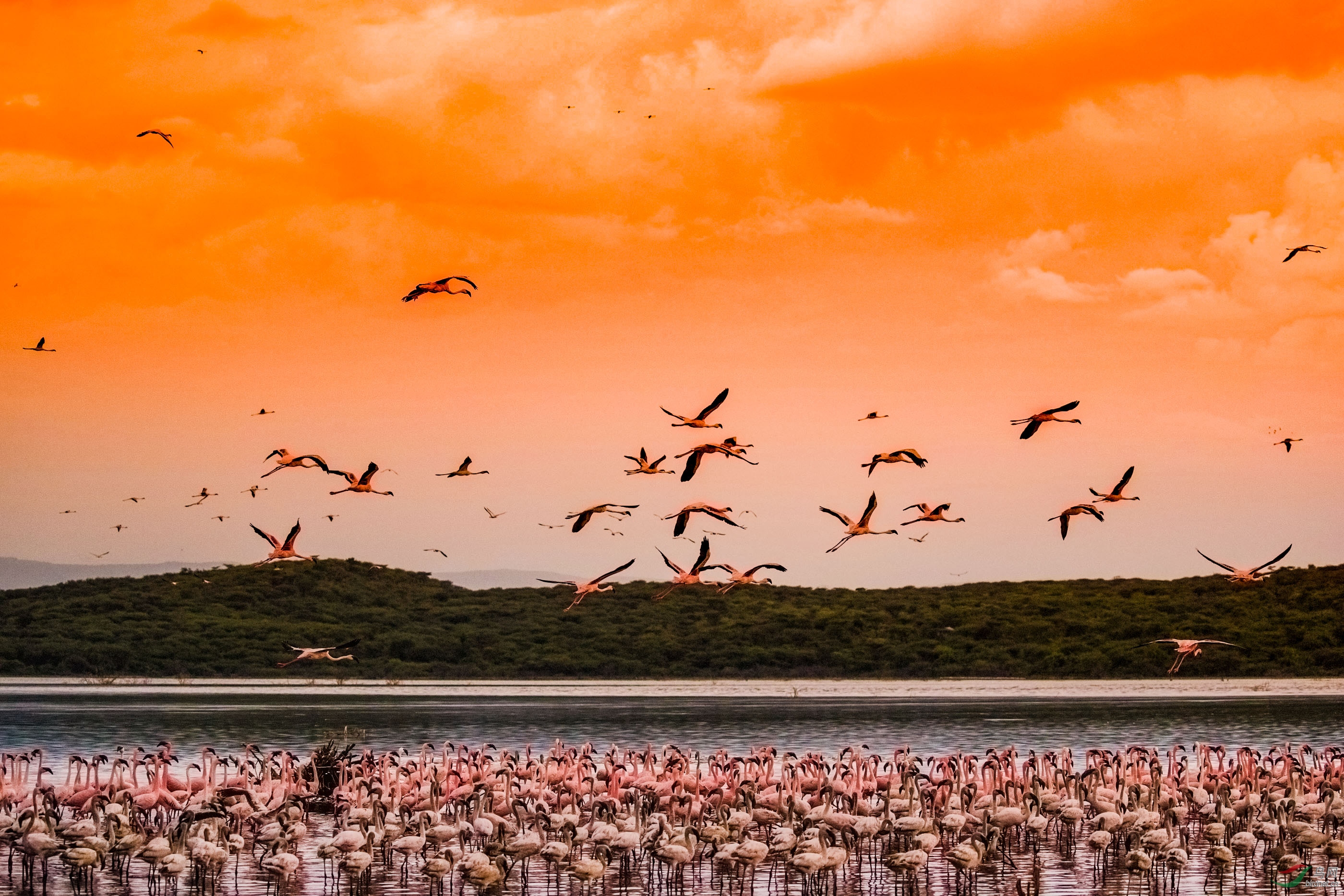 火烈鸟群飞