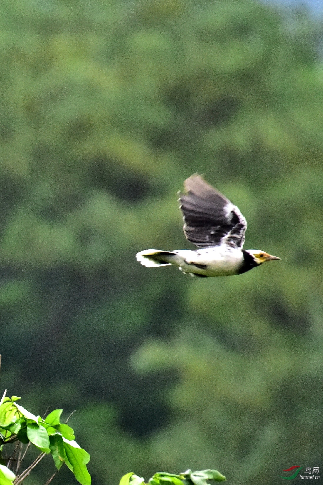 DSC_0949.JPG