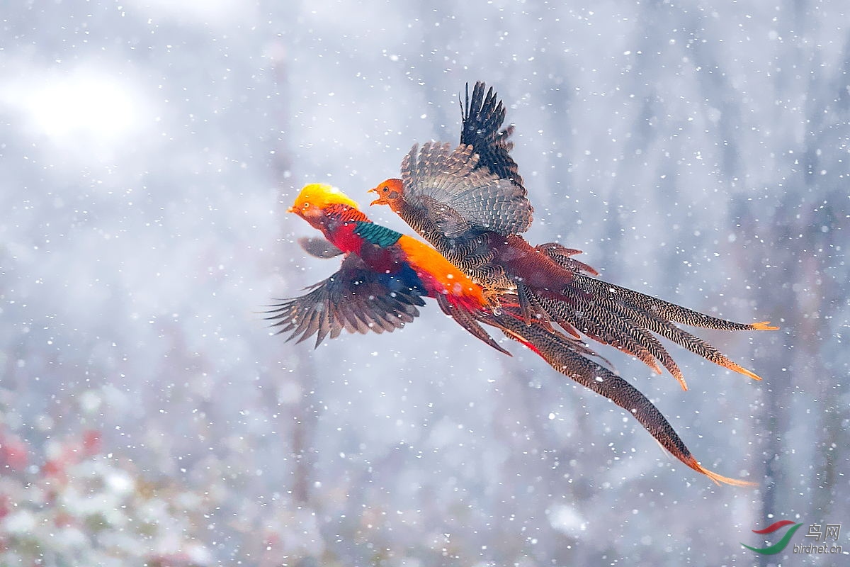 ͬ�ĺ�����С�� - ����.jpg