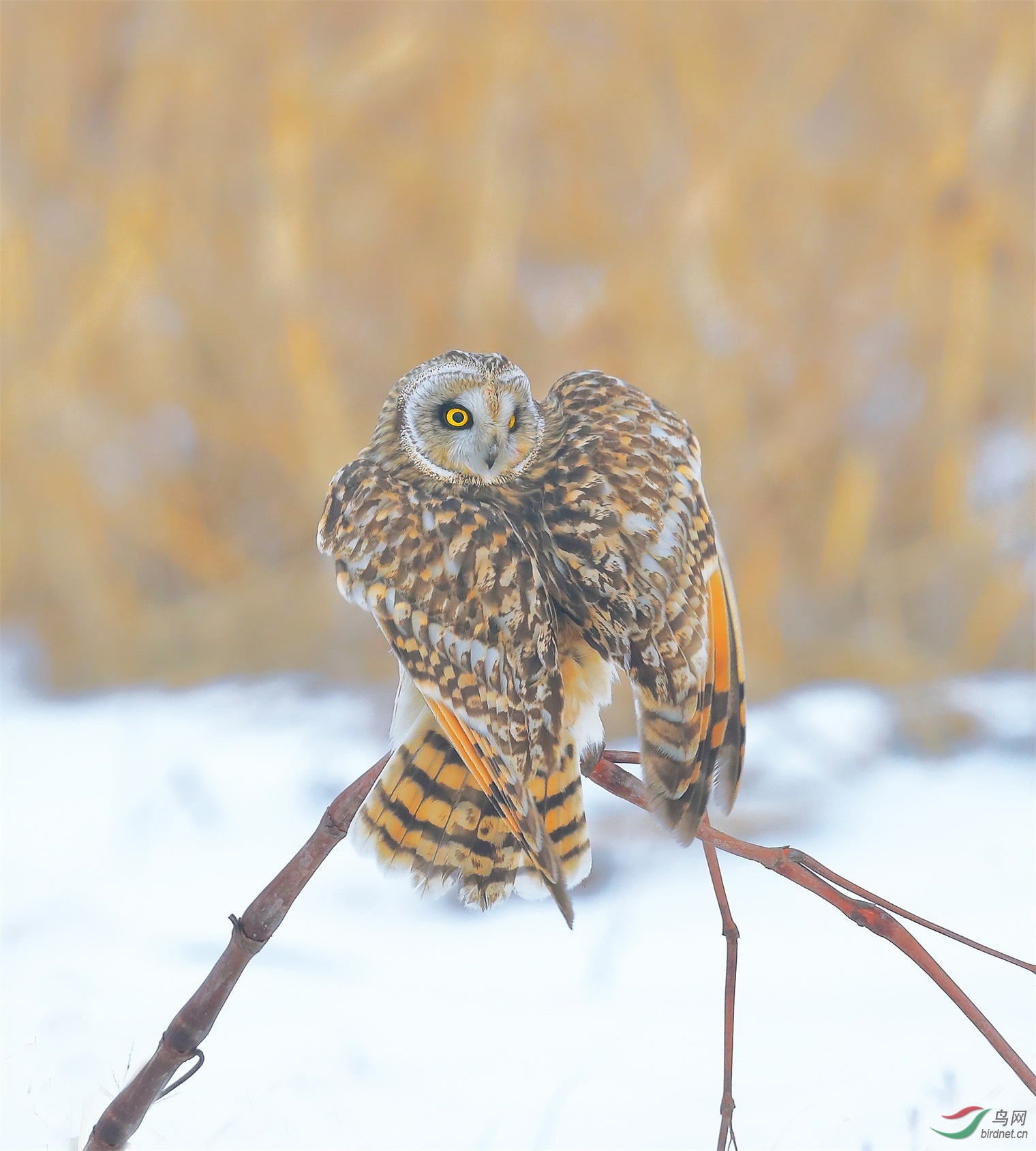 82 - ����.JPG