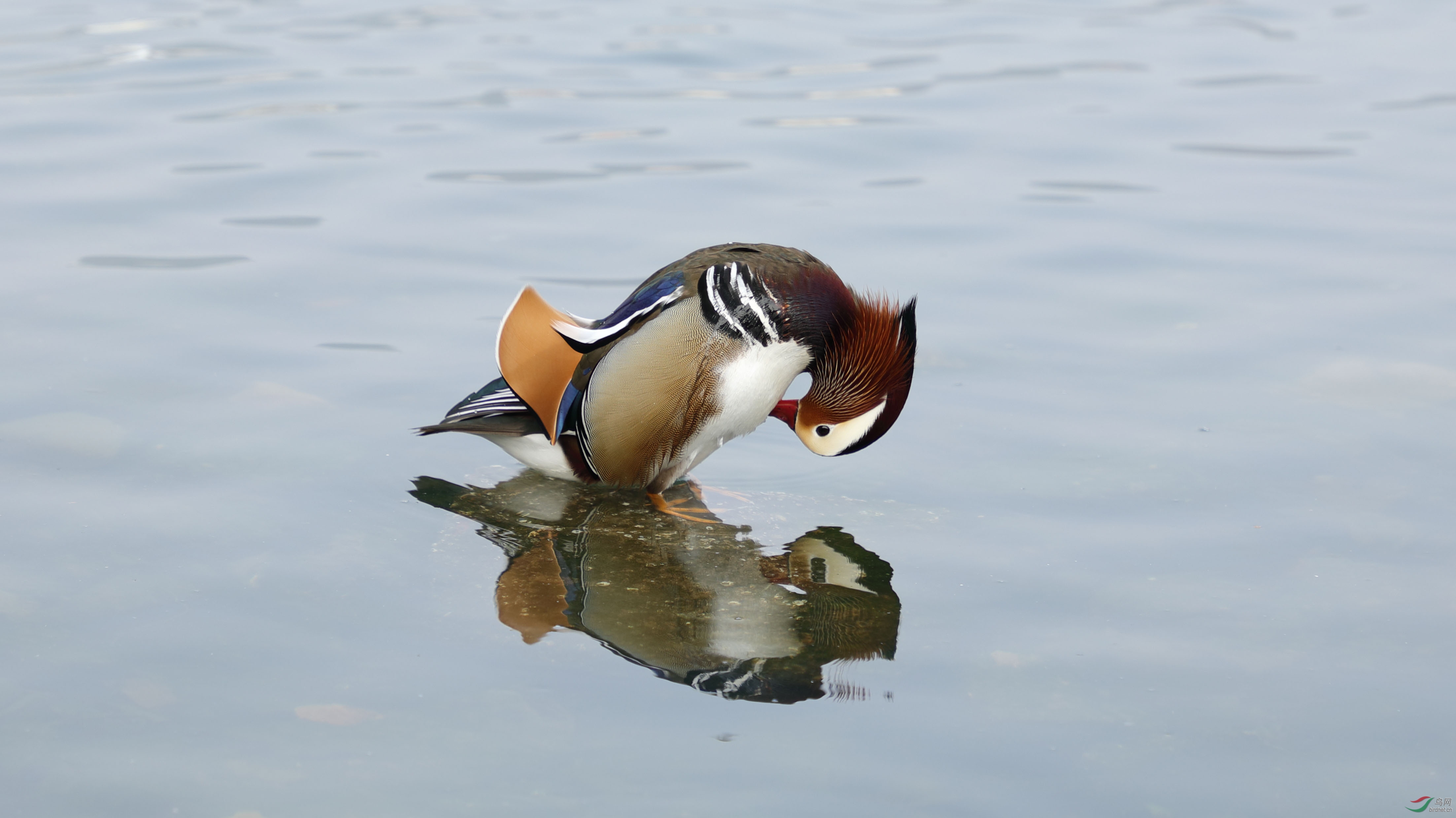 鸳鸯以水为鉴向湖南摄影人拜年