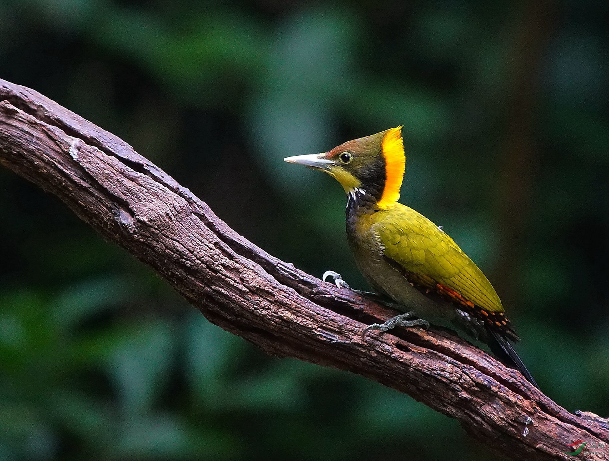 大黄冠啄木鸟