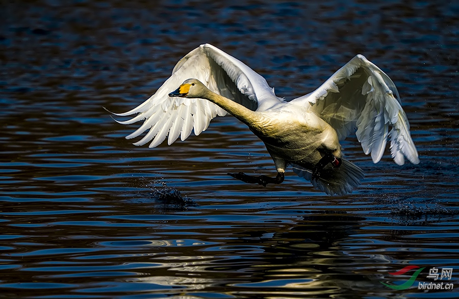 _DSC3979f.jpg
