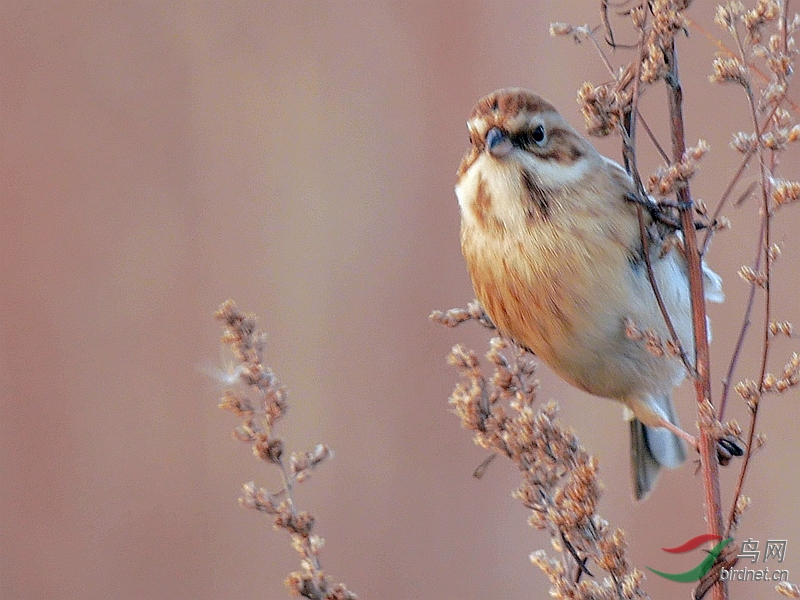 P4160333 - ����.JPG