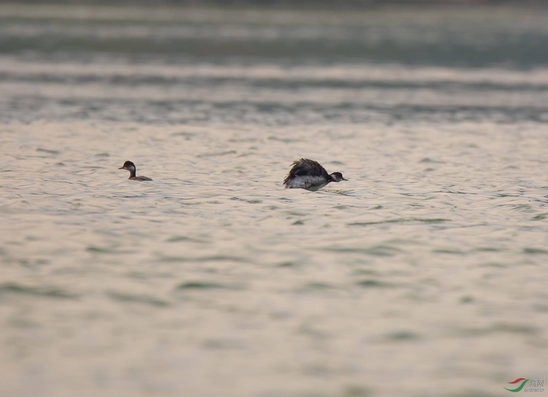 DSC_3060.jpg