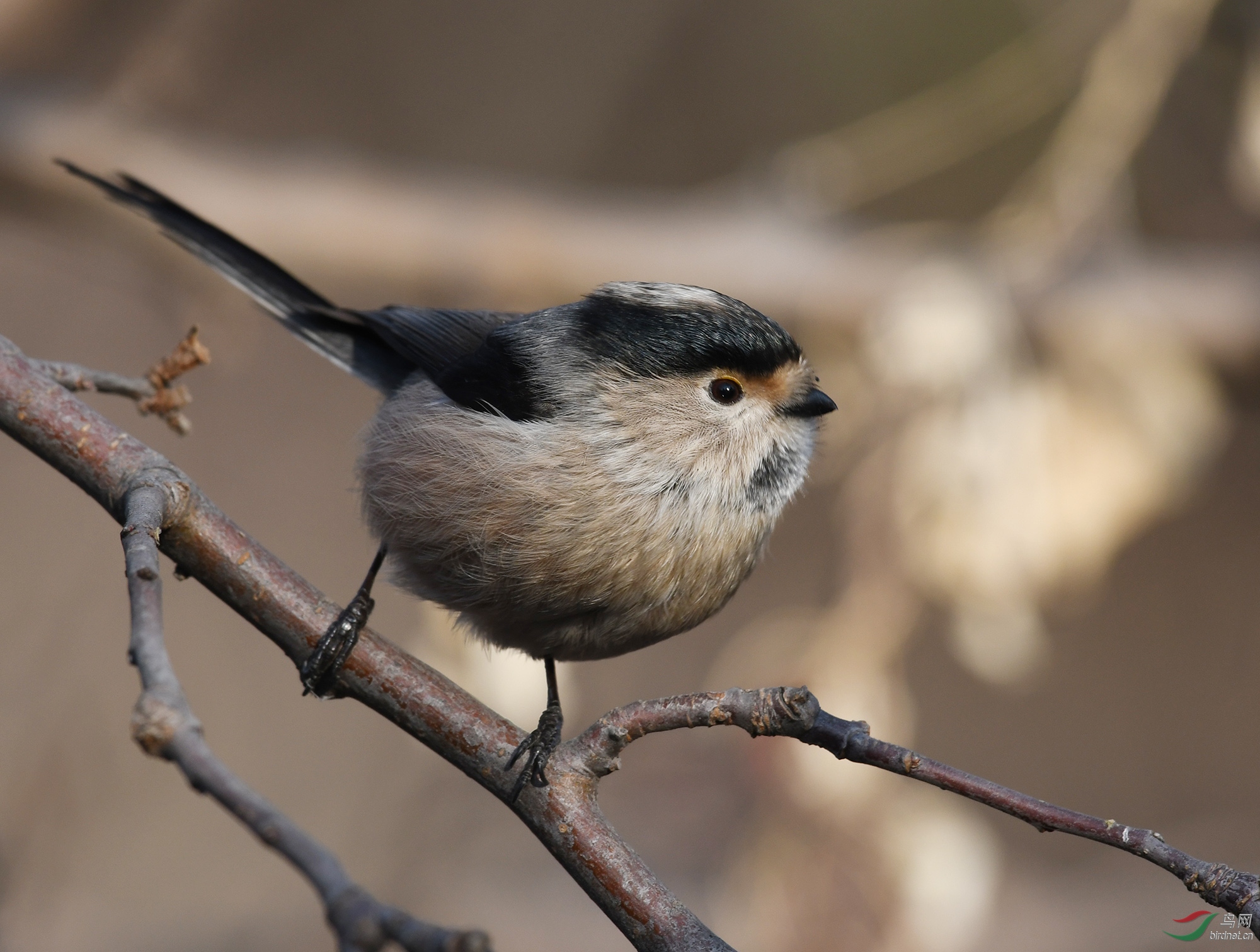 ������Ӱ 284����.jpg