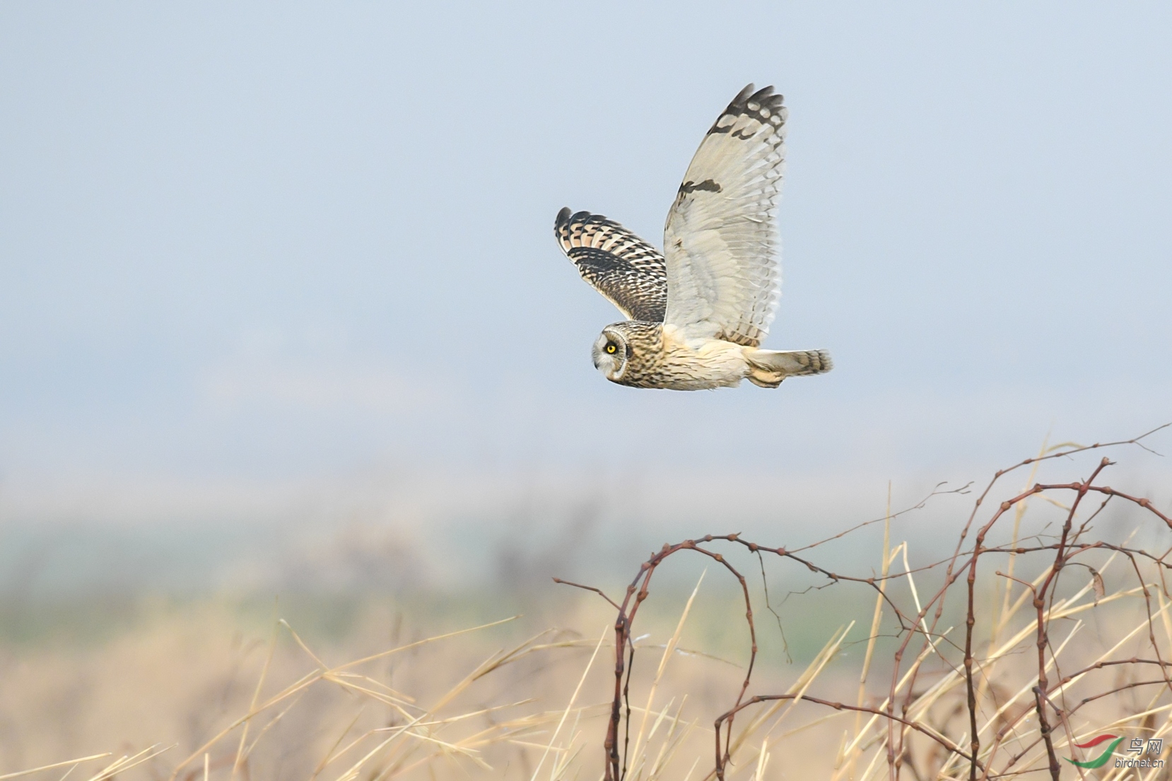 DSC_3104.jpg