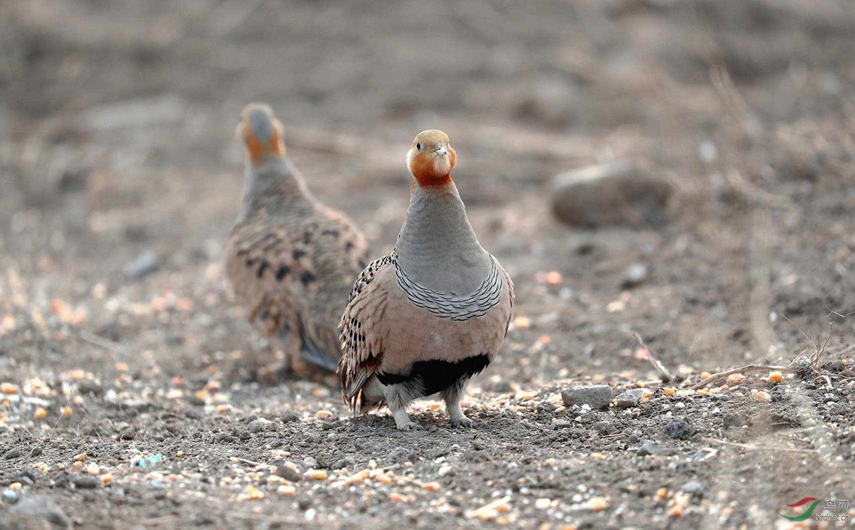 镜像(毛腿沙鸡)
