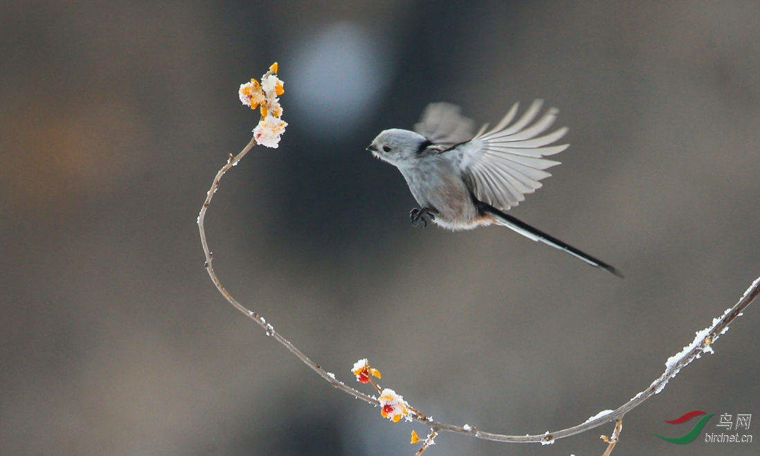 1341����_conew1 - ����.jpg