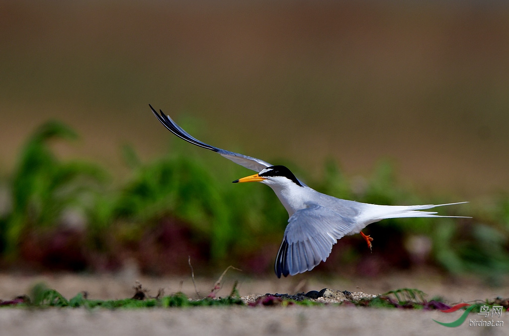 �׶���Ÿ DSC_6420.jpg