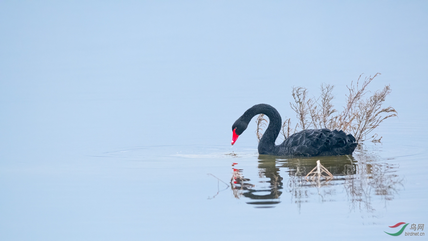 DSC_1726_1.jpg