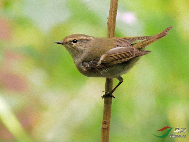 P2400149 - ����.JPG