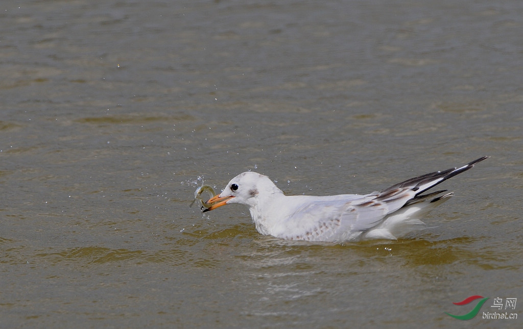 DSC_0066   1.jpg