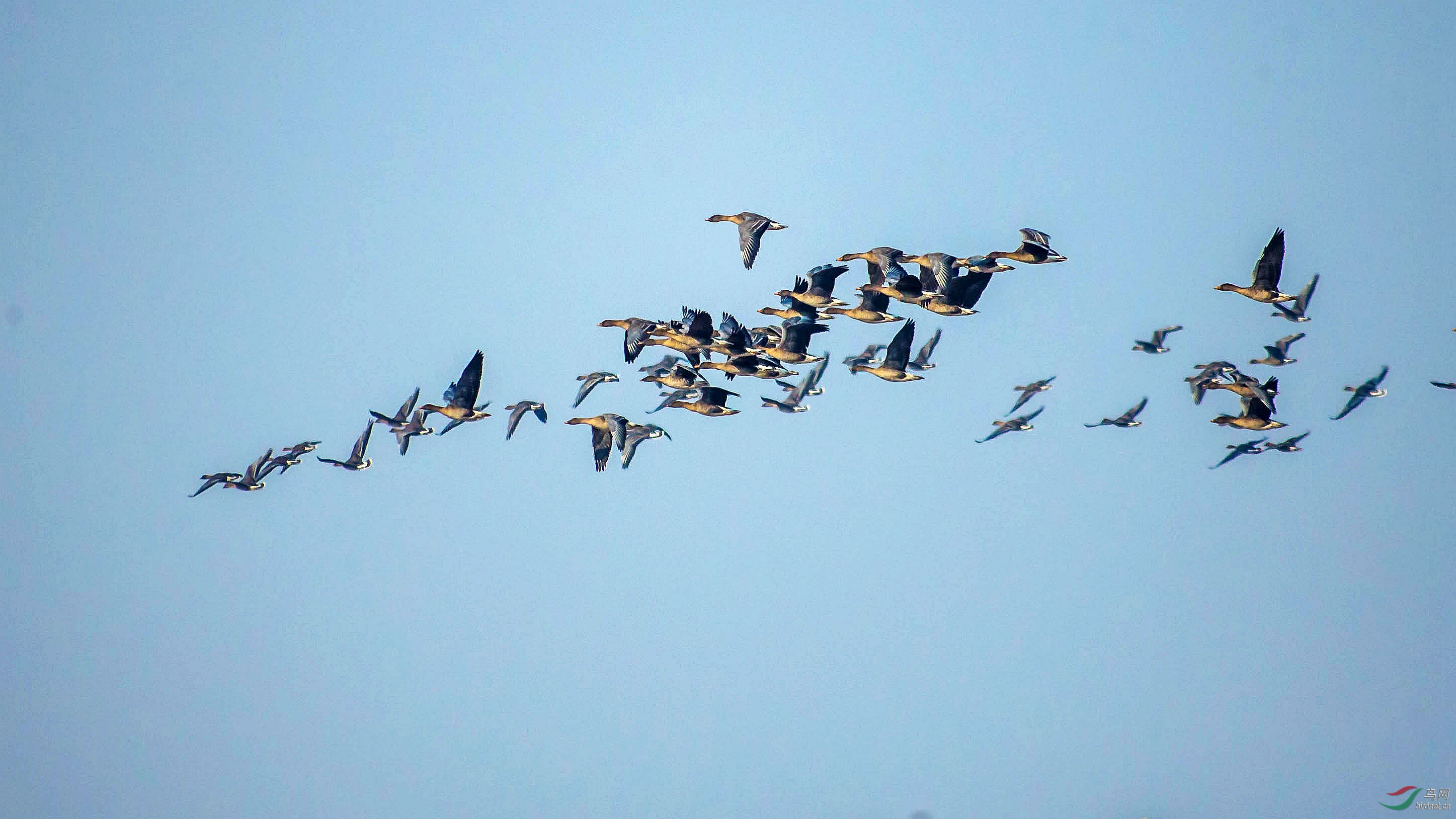 官厅水库的大雁