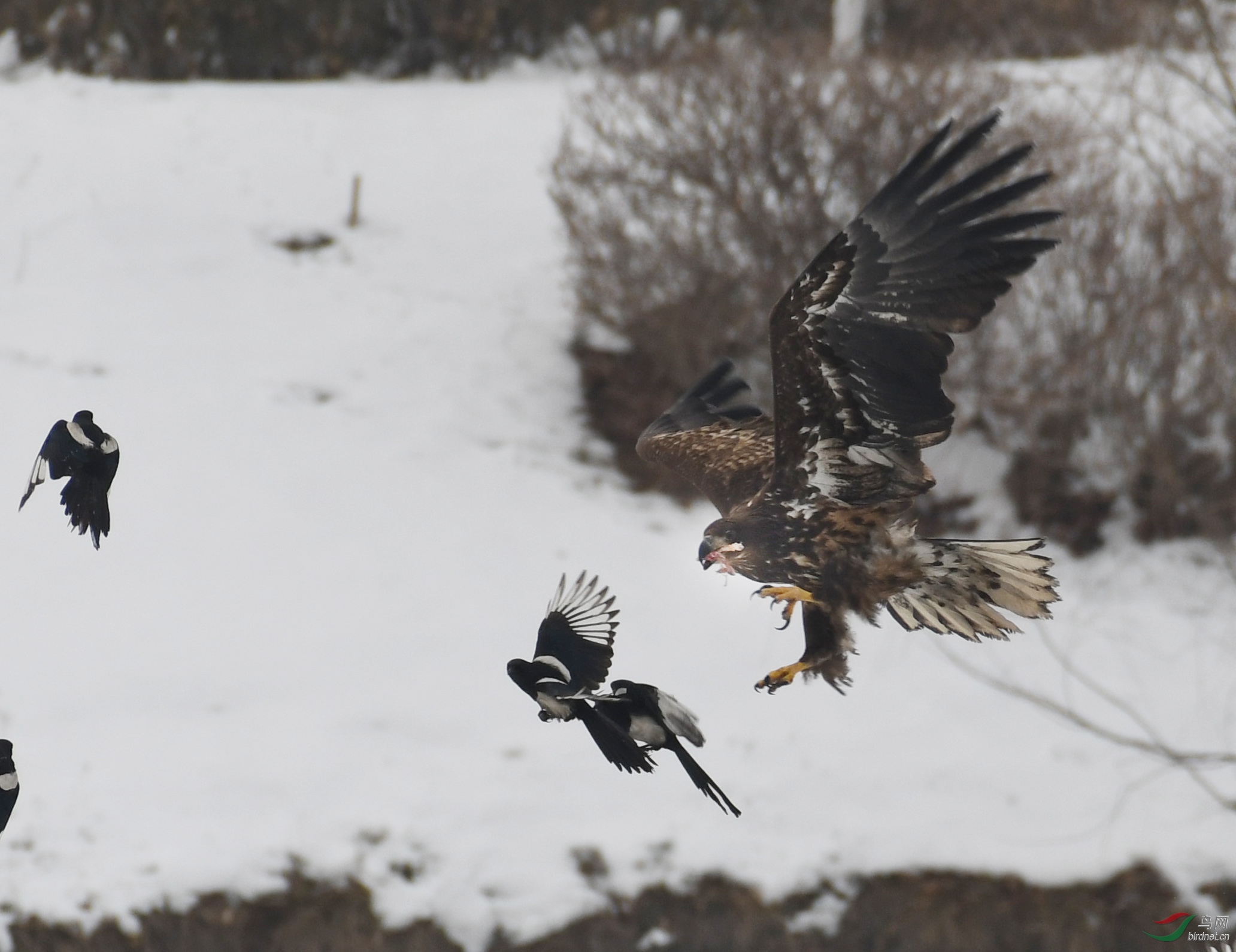 ������Ӱ 509����.jpg