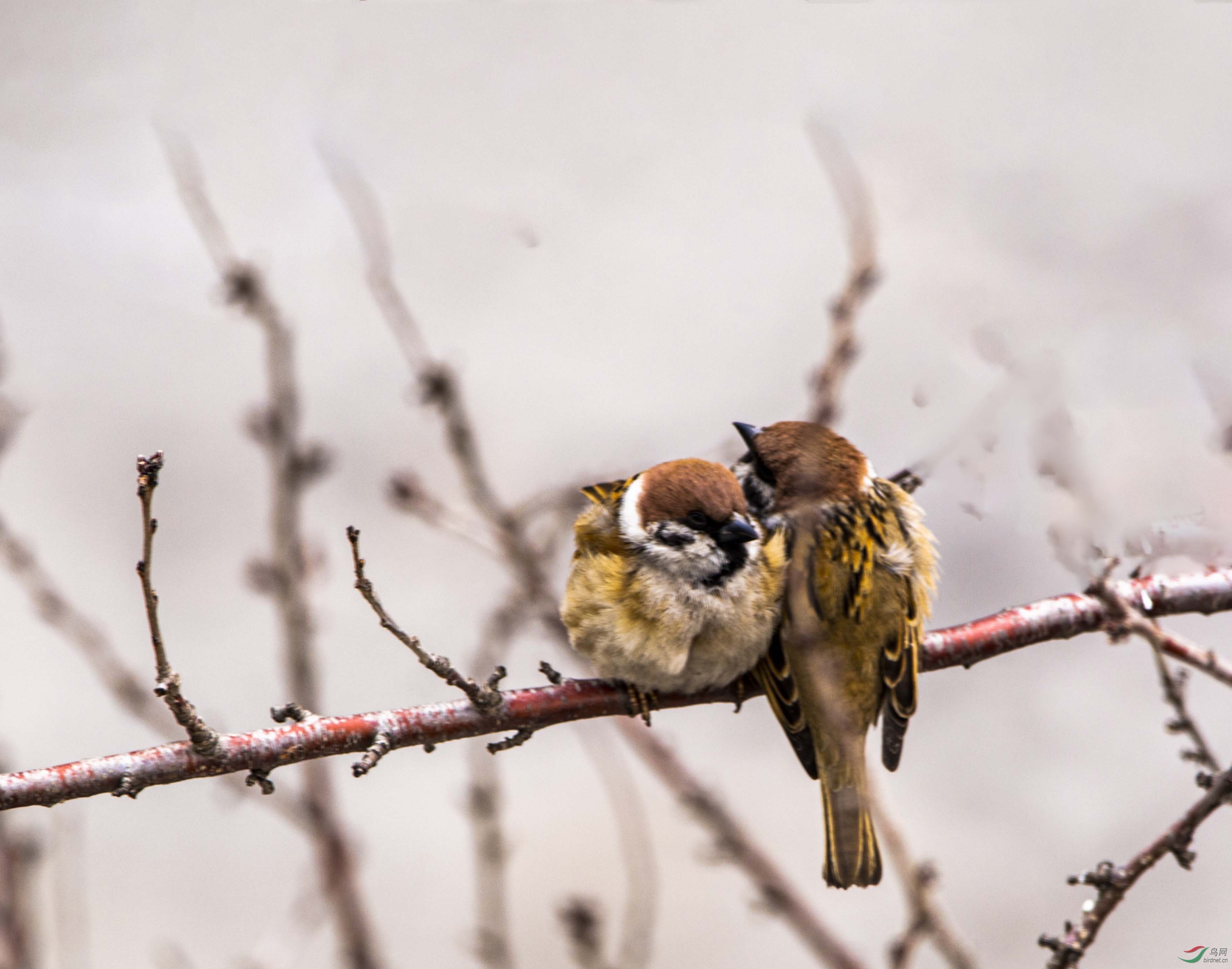 因新型冠状病毒不能出去拍鸟,窗外拍几张小麻雀