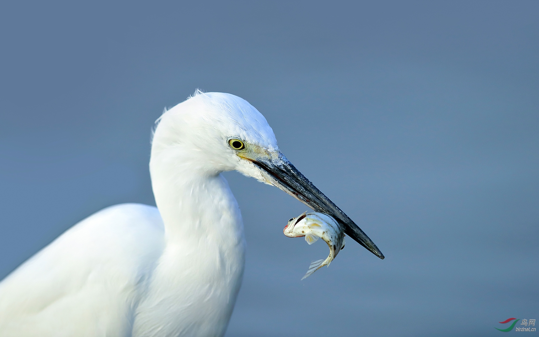 白鹭嘴尖上的美食