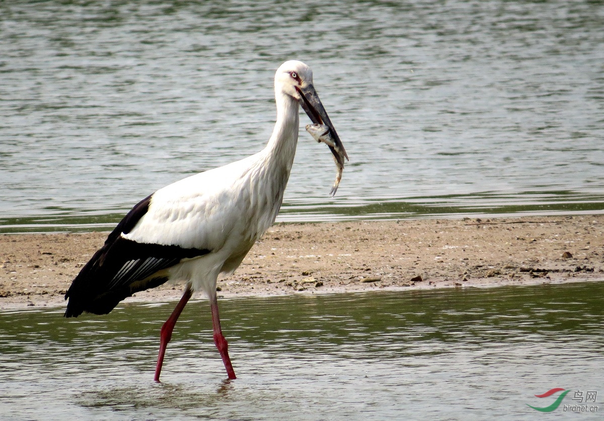 2020-0085东方白鹳.jpg